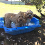 small dogs dogbath