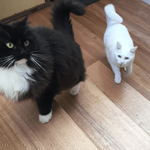 black cat white cat
