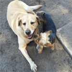two dogs outside