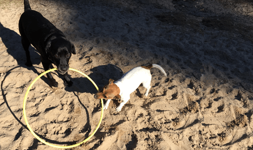 dogs with hula hoop
