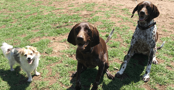 dogs different sizes