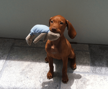 dog with toy