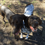 two dogs outside