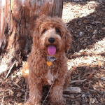 fluffy dog near tree