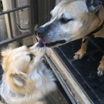 dogs kissing