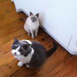 two house cats