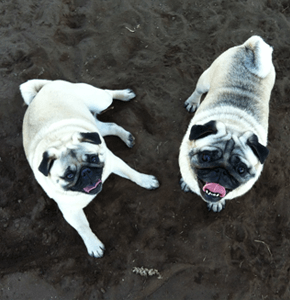 two pugs