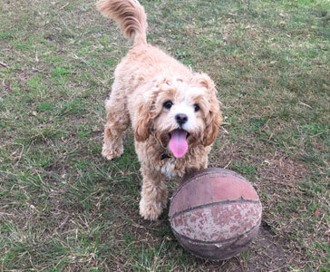 dog with basketball