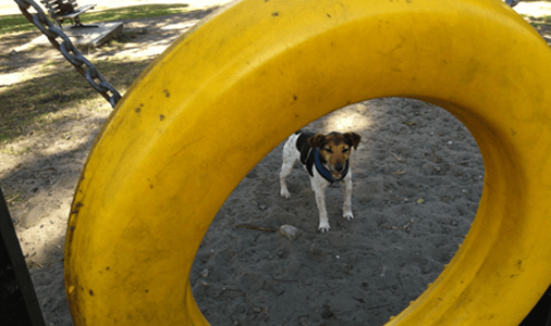 dog play equipment