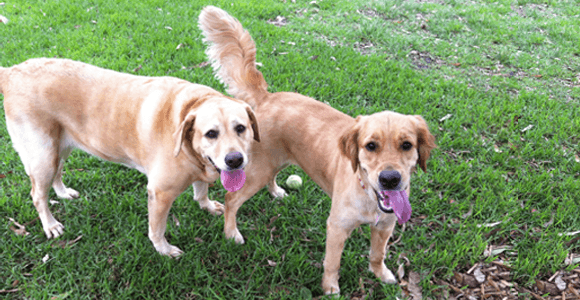 two dogs in park