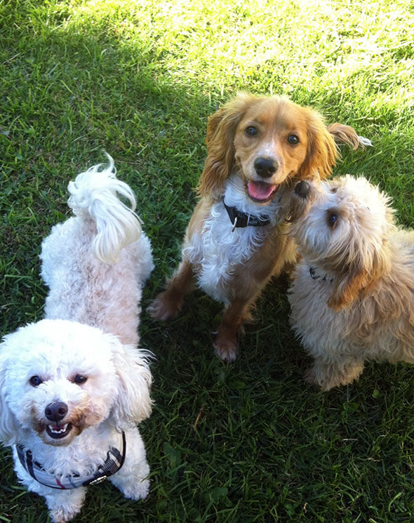 three dogs in shade