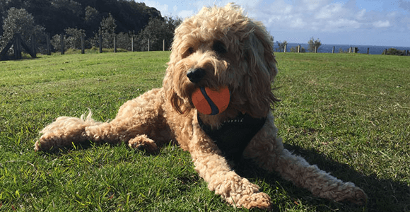 dog with ball